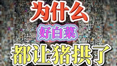  为什么好白菜都让猪拱了