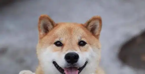 柴犬和秋田犬是同一种狗别傻了简单7点就能分清 柴犬和秋田犬是同一种狗别傻了简单7点就能分清