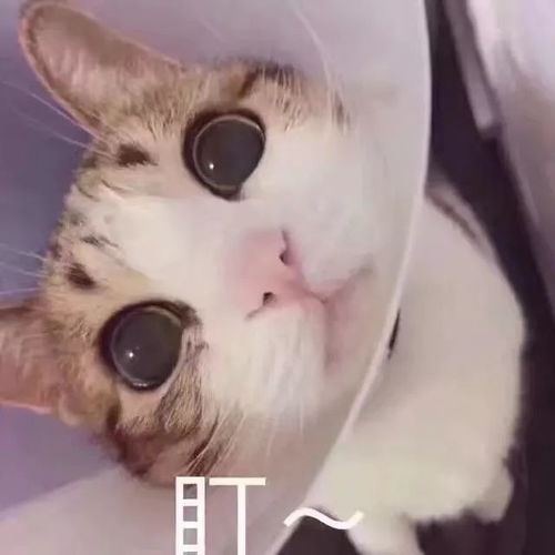  母校回访乌海一中筑梦西农