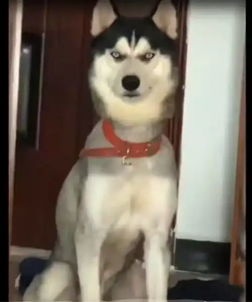  二哈为何总被卡住狗头