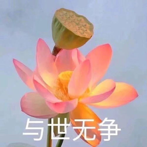 归宿下