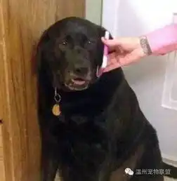  主人打长途电话教训一直捣蛋的狗狗,狗狗神表情
