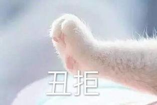  情侣牵手猫爪表情包,收好不谢