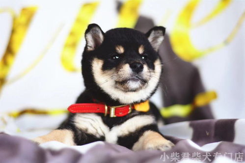流口水的搞笑表情黑柴
