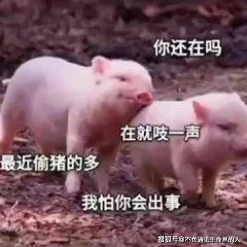  看一下别人家的男友,感受窒息聊天记录,你的男友惹你生气了吗