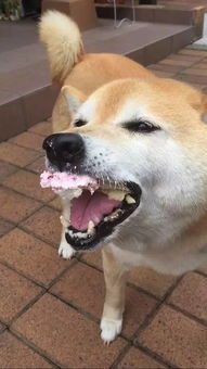  你的蛋糕能给我尝一口吗就一小口
