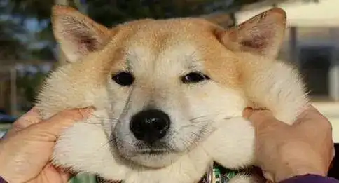 柴犬斜眼表情包睡相