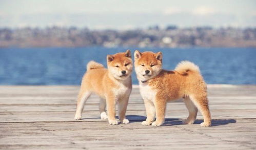  犬种百科憨厚表情包的无冕之王柴犬
