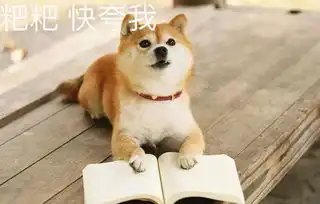  我家主子之汪星专辑2