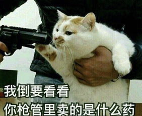  寝室不让养猫没事,可以云养猫啊