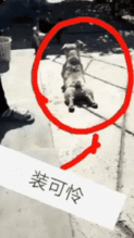 表情包图片gif趣图