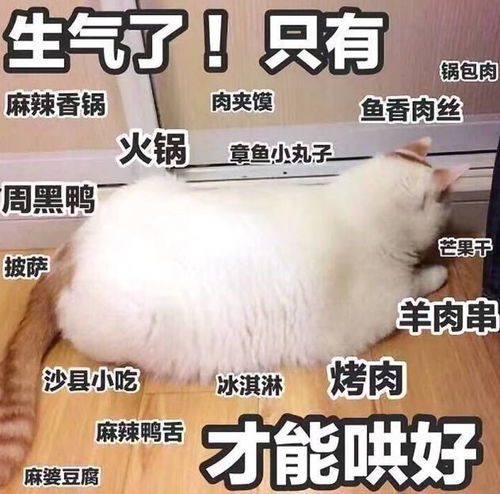 胖肉表情包富贵肉
