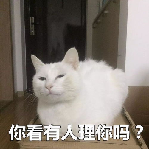  很多人可能不信,养猫后我多了这6种症状