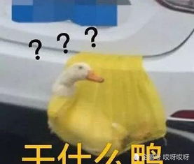  鸭鸭被绑车顶高速飞驰,交警看不下去了网友好可怕鸭