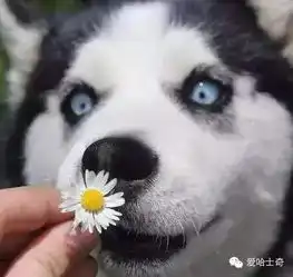狗头图片表情包哈士奇搞