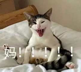  听说,最近,很火的一组表情图