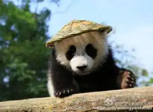 熊猫的表情包大熊猫
