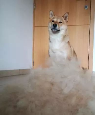  养了柴犬每天都被精神污染,谁叫这货是个逗b