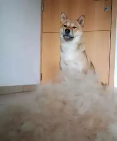  养了柴犬每天都被精神污染,谁叫这货是个逗b