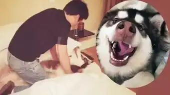 东北人霸占网红界四大秘笈首次曝光丨新盟