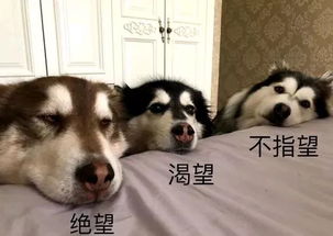  这首中年人之歌火了算上狗我排行老八哈哈哈油腻的中年生活了解一下