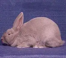  小白兔