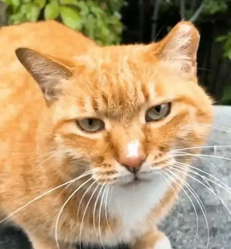  橘猫因超丑表情包爆红,奶凶奶凶的,猫铲屎的,你胆肥了
