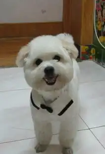  洛阳比熊犬
