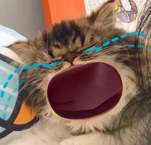  大嘴猫猫表情包