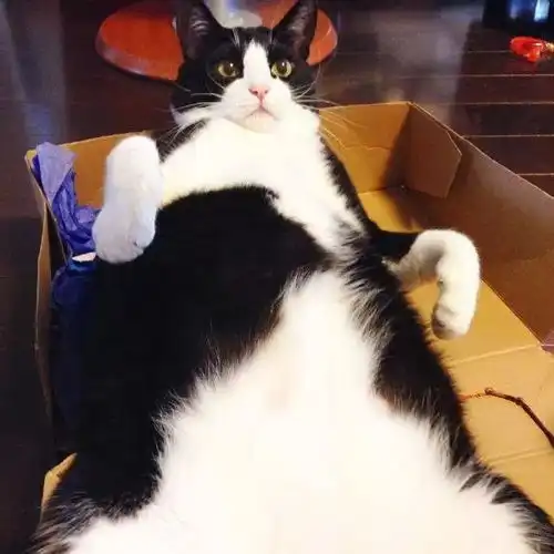  这只奶牛猫因为表情过于憨憨,火遍全网