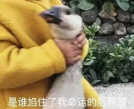 你在吗的表情包恰饭