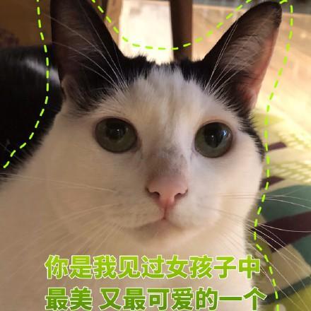  猫咪撩妹表情包你是我见过女孩子中最美又最可爱的一个