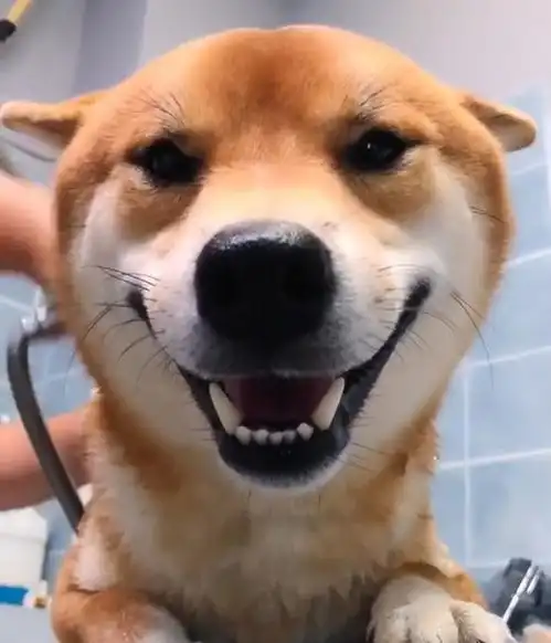 柴犬吃瓜表情包职业假笑