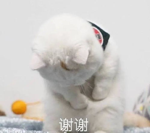  多cp的po文