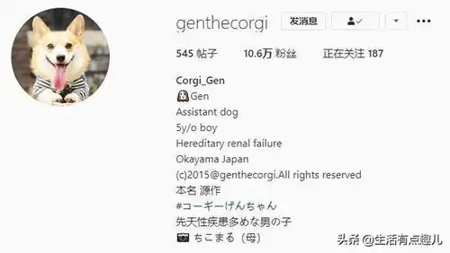  日本这只柯基火了,堪称狗界行走的表情包收获大票粉丝