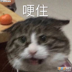  网线一拔表情包我已经在鹿上了表情包图片下载乐游网游戏下载