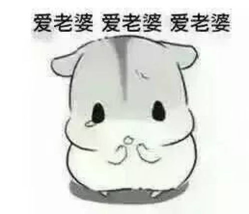 爱会消失吗表情包小仓鼠