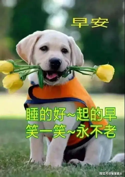  8月21日微信早晨好漂亮鲜花祝福表情美图最新早上好短信祝福语录大全