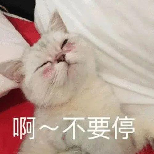  竖起大拇哥丨第964期喵表情包