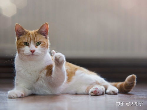 猫捏脸表情包手绘点头
