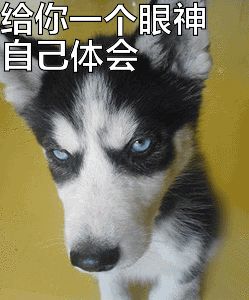  哈士奇表情包,治愈你的不开心,你有被逗笑吗
