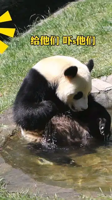  熊猫恶龙咆哮你看我吓人吗