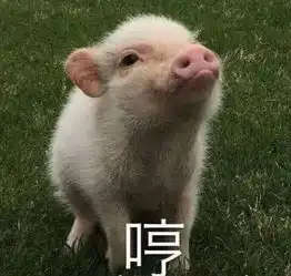  又一波小猪猪表情包