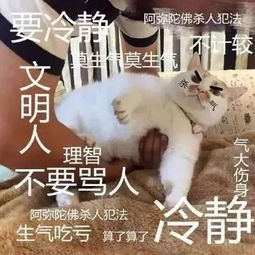 猪和猪亲吻表情包莫生气