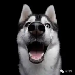  让狗狗们告诉你,快乐是件多么简单的事情