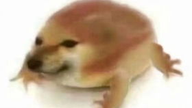 柴犬接住的表情包落泪