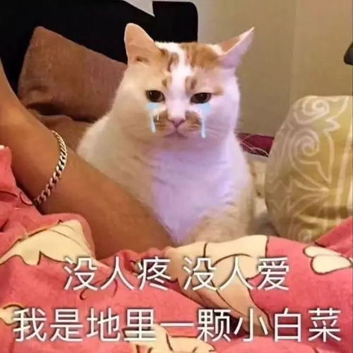 猫爪系列表情包社会