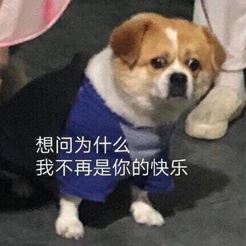  这是谁家狗丢了怎么长的那么潦草