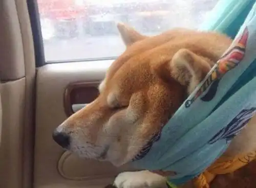  柴犬经期那点事你知道吗