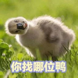  表情包卡里有钱,心里有你